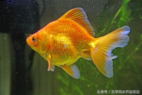 招財魚|招財魚